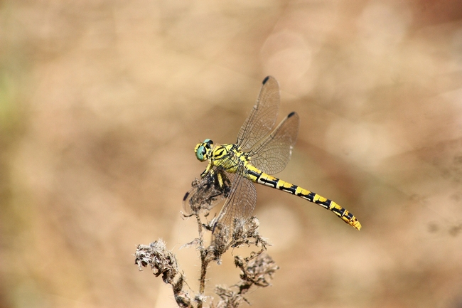 Cordulegaster boltonii ??? no, mix di Onychogomphus